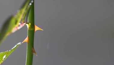 Rose branch with thorns on a gray background. 