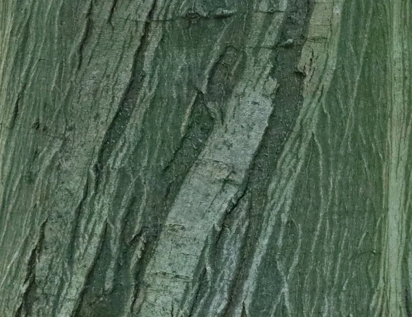 Erdőben Növekvő Gyertyánfa Felületi Szerkezete — Stock Fotó