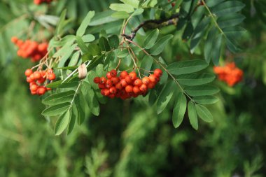 Olgun meyveli Rowan dalları. Kükürt ağacının dallarında kırmızı yaban mersini.