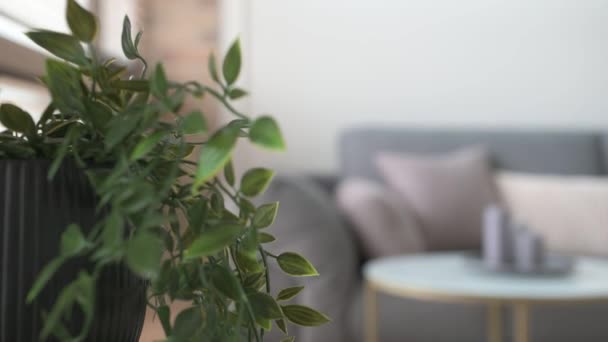 Grijze bank met salontafel en kaarsen Op de voorgrond onscherp — Stockvideo