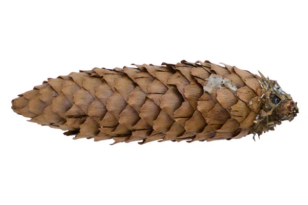 Fir Cone White Background Royalty Free Stock Photos