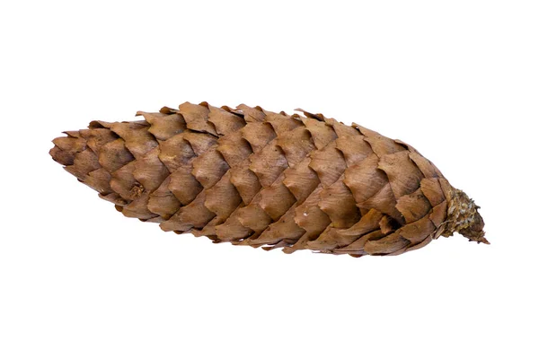 Fir Cone White Background Royalty Free Stock Photos