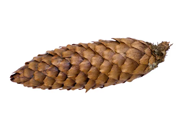 Fir Cone White Background Stock Picture