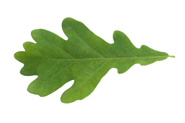 Beautiful Green Oak Leaf Isolate — Stock Photo, Image