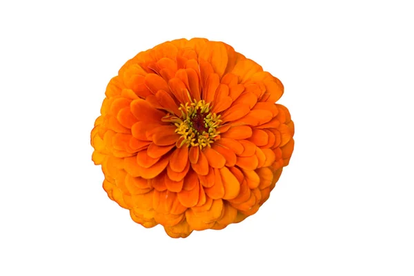 Πορτοκαλί Μπουμπούκι Ενός Όμορφου Λουλουδιού Φωτογραφία Αρχείου