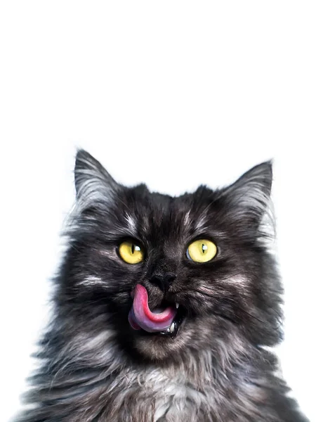 Портрет Красивой Пушистой Кошки Облизывание Кошки Изоляция Стоковая Картинка