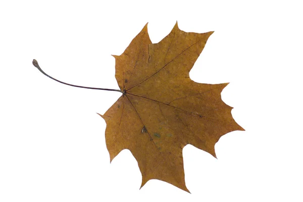 Autumn Dry Maple Leaf White Background — Stock Photo, Image