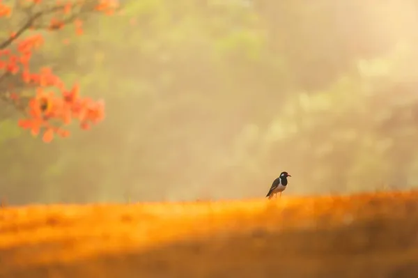 Pájaro Solapado Alas Rojas Que Relaja Prado Mañana Verano Bosque — Foto de Stock