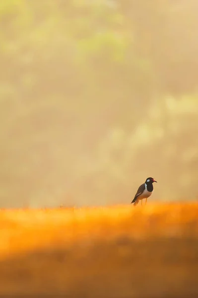 Ένα Κοκκινότριχο Πουλί Χαλαρώνει Ένα Λιβάδι Πρωί Του Καλοκαιριού Πολύχρωμο — Φωτογραφία Αρχείου