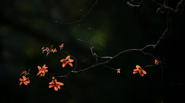 Абстрактные Ветки Деревьев Оранжевыми Молодыми Листьями Солнечном Свете Темная Тень — стоковое фото
