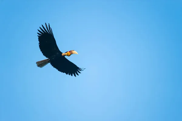 Létě Modré Obloze Vznášel Mužský Věnec Hornbill Národní Park Khao — Stock fotografie