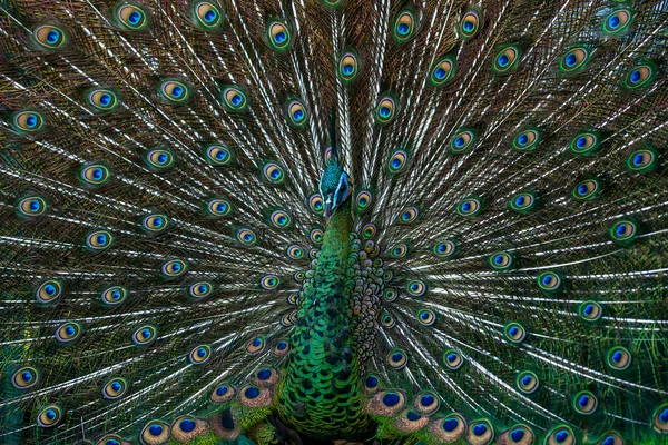 Κοντινό Πλάνο Αρσενικό Green Peacock Πλήρη Οθόνη Κομψό Κάλυμμα Ματιών — Φωτογραφία Αρχείου