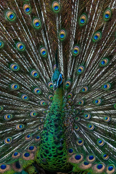 特写男性绿孔雀在充分展示 在阳光下 一只雄性绿松鸡的火车羽毛上有优雅的眼珠 专注于眼药壶 — 图库照片