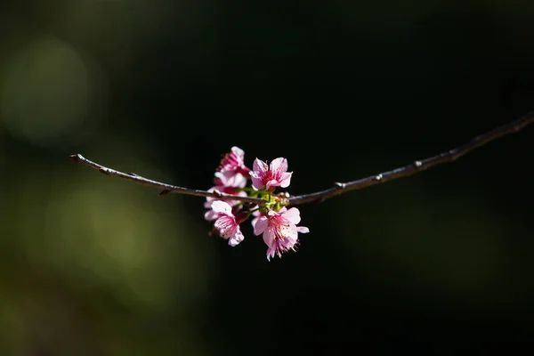 Flores Cereja Pêssego Florescendo Nos Galhos Das Árvores Sombra Borrada — Fotografia de Stock