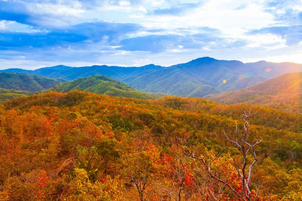秋天的景色落山 五彩斑斓的森林在特定的季节里 旅游概念 对森林的软性关注 — 图库照片