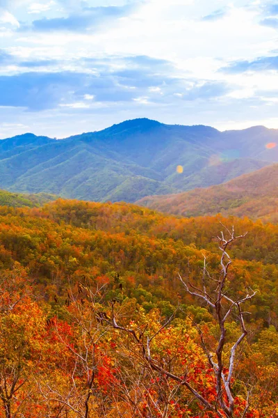 秋天的景色落山 五彩斑斓的森林在特定的季节里 旅游概念 对森林的软性关注 — 图库照片