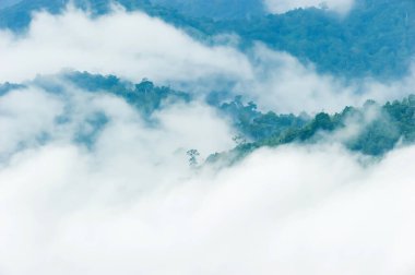 Tropikal yağmur ormanlarının manzarası sabah sisinde, yumuşak sabah sisi orman tepe örtüsünü ve vadiyi kaplar. Rahatlama, tatil kavramları. Dağlara usulca odaklan.