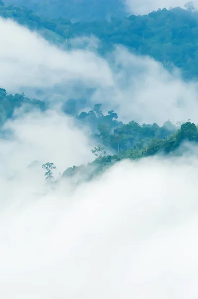 Paisagem Uma Floresta Tropical Névoa Manhã Nevoeiro Manhã Doce Cobre — Fotografia de Stock