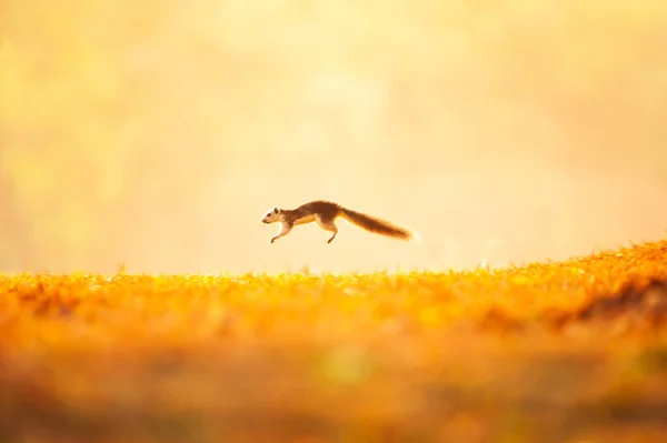フィニソンズリスは冬の朝に黄金の草原を走っています カオヤイ国立公園 モーションブラー — ストック写真