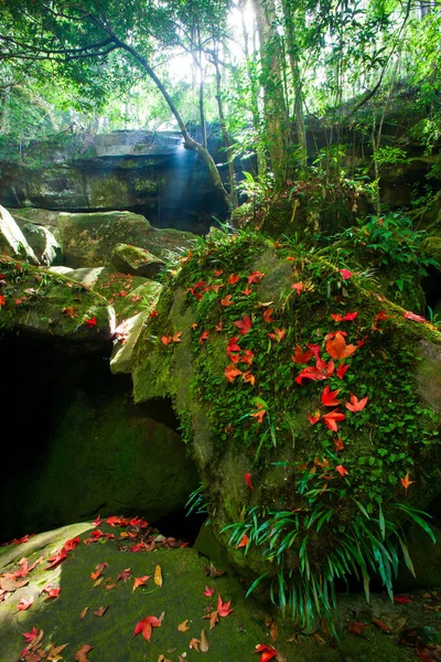 Umgestürzte Rote Ahornblätter Auf Einem Wasserfall Herbst Abstrakte Rote Ahornblätter — Stockfoto