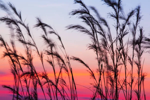 Цветущие Тростниковые Цветы Дующие Ветру Против Закатного Неба Заднем Плане — стоковое фото