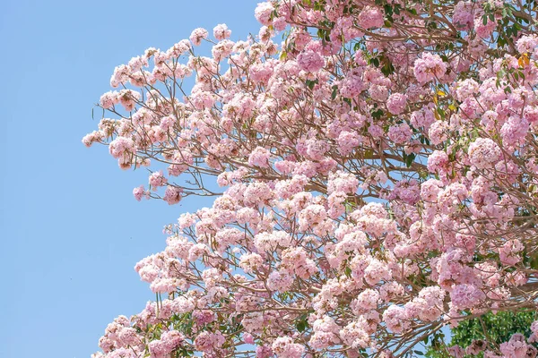 Virágzó Rózsaszín Pou Virágok Ágak Télen Reggel Egy Csomó Rovarok — Stock Fotó