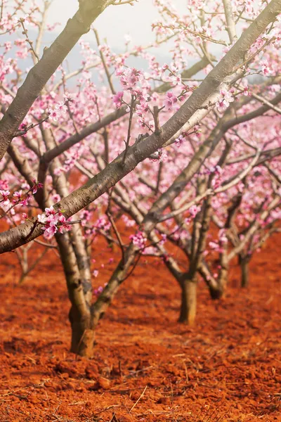Virágzó Őszibarack Cseresznye Virágok Fák Ágai Rózsaszín Virágok Teljes Virágban — Stock Fotó