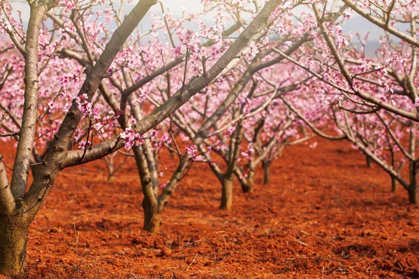 Virágzó Őszibarack Cseresznye Virágok Fák Ágai Rózsaszín Virágok Teljes Virágban — Stock Fotó