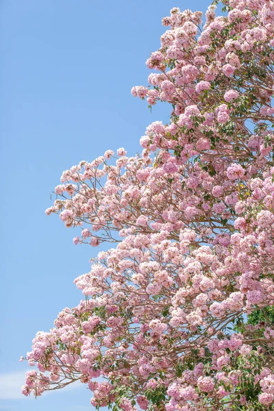 Virágzó Rózsaszín Pou Virágok Ágak Télen Reggel Egy Csomó Rovarok — Stock Fotó