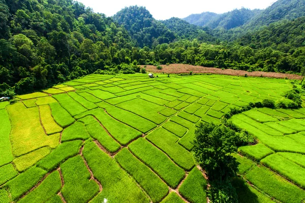 Luftaufnahme Von Grünen Reissämlingen Reisfeldern Die Der Regenzeit Von Tropischem — Stockfoto