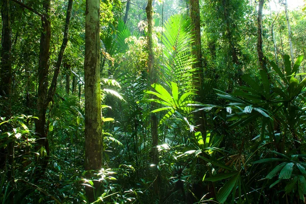 Ландшафт Чистих Тропічних Лісів Світанку Зелене Листя Рослини Ранковому Сонячному — стокове фото