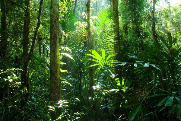 Paisagem Floresta Tropical Pura Nascer Sol Folhagem Verde Plantas Sob — Fotografia de Stock