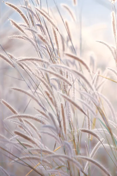 Ανθισμένα Λιβάδια Πρωί Του Χειμώνα Όμορφος Μίσχος Και Αφράτα Λουλούδια — Φωτογραφία Αρχείου