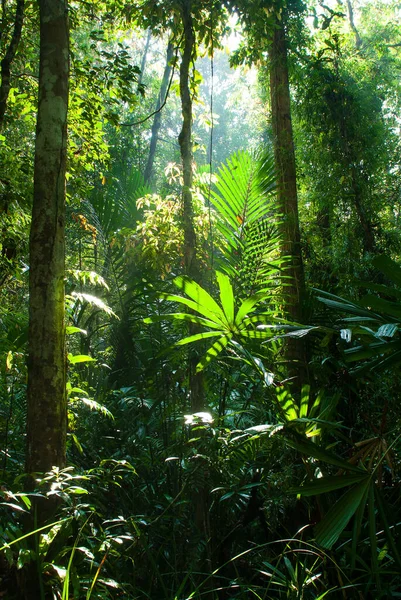 日の出の純粋な熱帯雨林の風景 緑の葉や植物の朝の太陽の下で タイのナラティワット 自然概念 — ストック写真