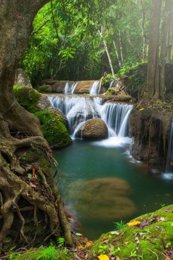 Yağmurlu bir sabahta saf tropik şelale manzarası, şelalenin yanında büyüyen büyük bir ağaç ve yemyeşil bitkiler. Kanchanaburi, Tayland.