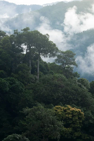 Дощового Ранку Тропічному Лісі Ніжний Туман Вкриває Гори Крону Тропічного — стокове фото