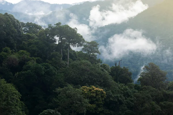 Landschap Van Een Tropisch Bos Regenachtige Ochtend Zachte Mist Bedekt — Stockfoto