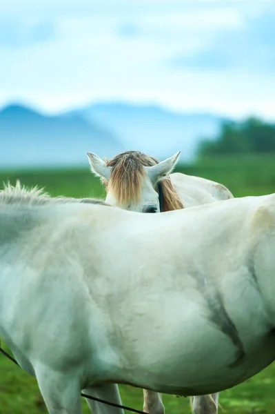 Happy Couple White Horses Grooming Playing Grassland Rain Lake Mountains — Stock Photo, Image