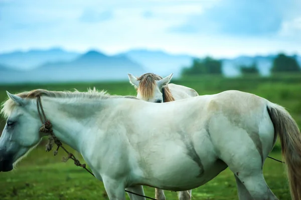 Happy Couple White Horses Grooming Playing Grassland Rain Lake Mountains — Stock Photo, Image