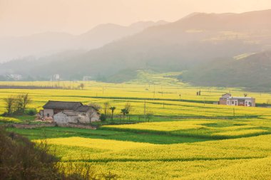 Hardal çiçekleri ve vadideki antik bir köy manzarası. Güneş arka plandaki dağların üzerinden doğuyor. Güney Çin 'de ilkbaharda kırsal bir manzara. Yumuşak odak.