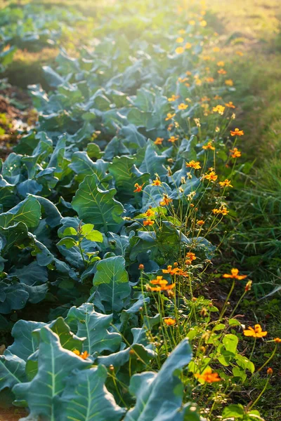 Organik Kebun Sayuran Lahan Pertanian Brokoli Cina Tumbuh Dengan Cosmos — Stok Foto