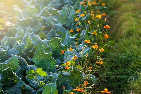 Organik Kebun Sayuran Lahan Pertanian Brokoli Cina Tumbuh Dengan Cosmos — Stok Foto