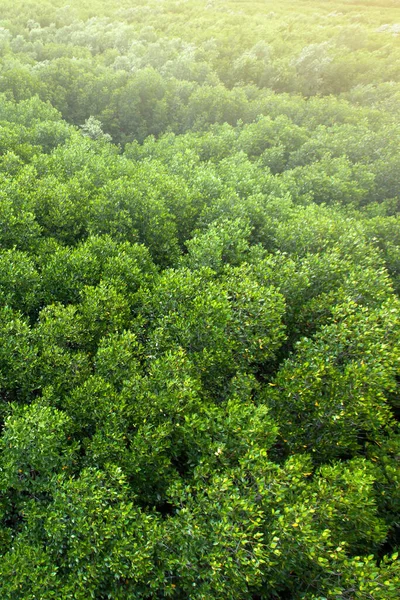 Flygfoto Över Grön Mangrove Skog Trädkronorna Grön Krona Krontak Grenar — Stockfoto