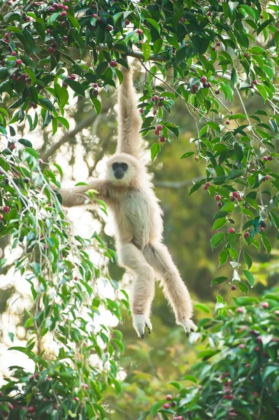 Gibbon Lar Gibbon Mains Blanches Qui Nourrit Figuier Des Figuiers — Photo