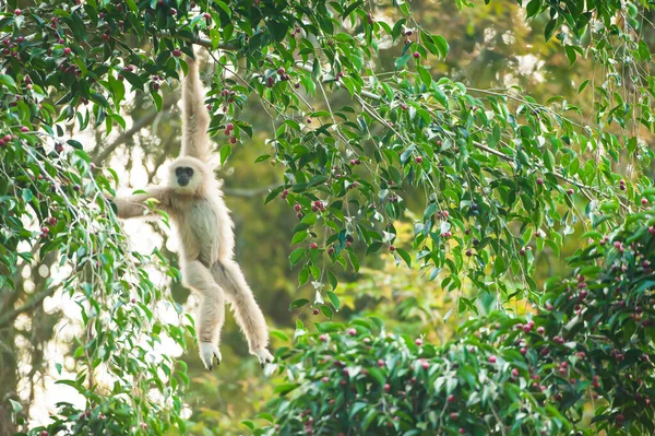 Een Lar Gibbon White Handed Gibbon Die Vijgenboom Voedt Rijpe — Stockfoto