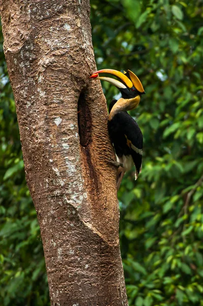 Man Great Hornbill Voedt Rijp Fruit Aan Het Vrouwtje Haar — Stockfoto