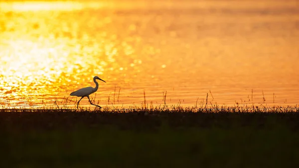 Velký Jazýček Živící Při Západu Slunce Jezeře Zapadající Slunce Odrážející — Stock fotografie