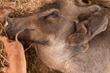 A brown sow lay on the ground suckling her piglets on an open farm. Top view. Close-up.