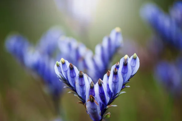 Blooming Burmannia Disticha Flowers Wetland Sunrise Purple Flowers Fields Full — Fotografia de Stock