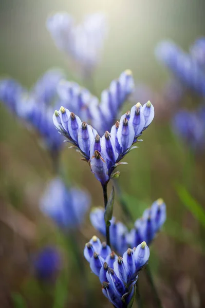 Blooming Burmannia Disticha Flowers Wetland Sunrise Purple Flowers Fields Full — стоковое фото